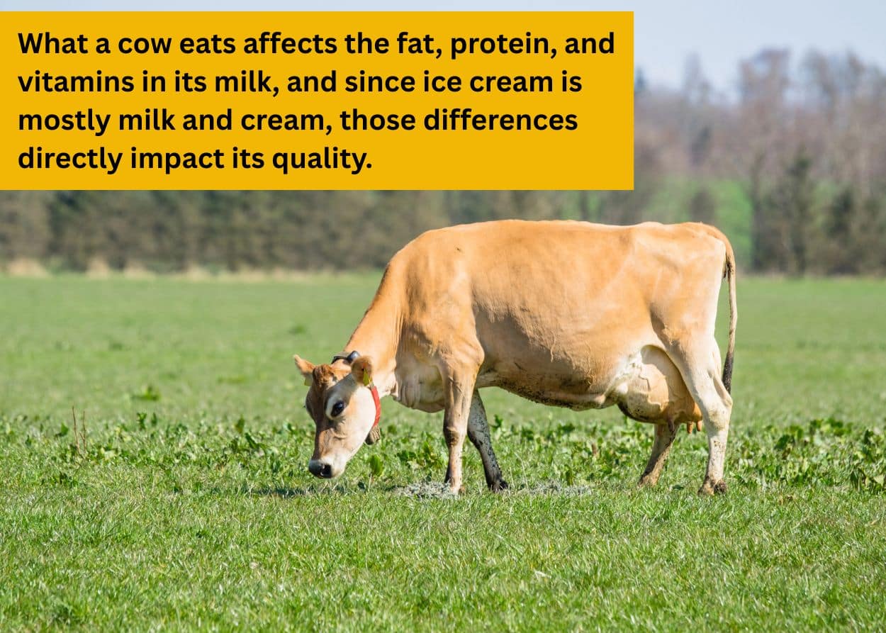 Grass-fed cow grazing in a green pasture, showing natural diet impacting milk quality