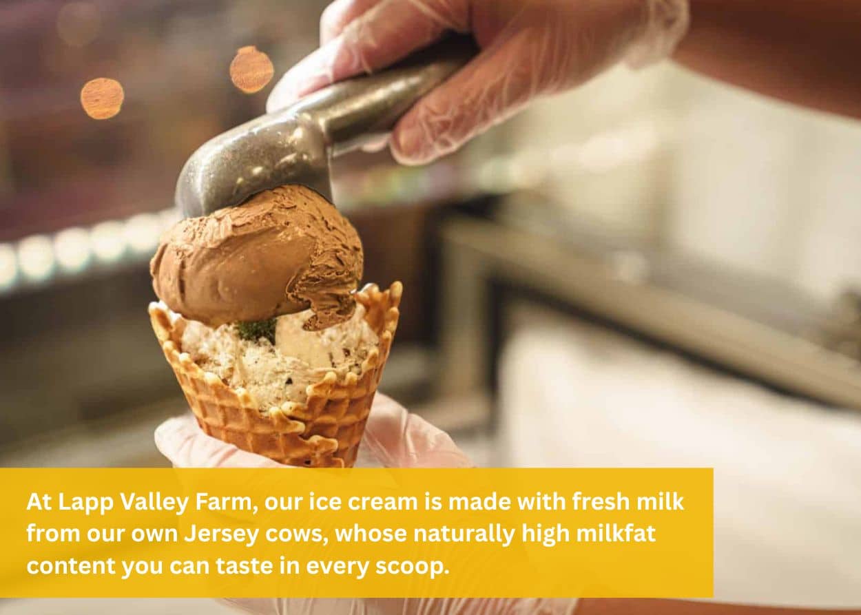 Fresh chocolate ice cream scooped onto a waffle cone using milk from Jersey cows at Lapp Valley Farm.